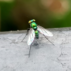 Condylostylus