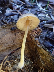 Pluteus hubregtseorum