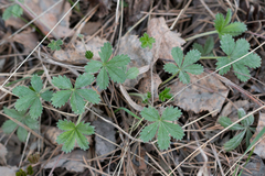 Potentilla thuringiaca