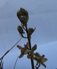Eulophia clitellifera