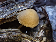 Pluteus hubregtseorum