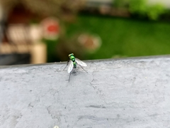 Condylostylus