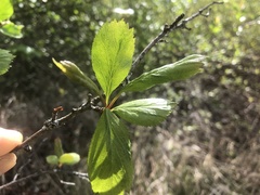 Crataegus castlegarensis