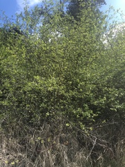 Crataegus castlegarensis