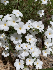 Leptosiphon floribundus