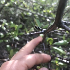 Crataegus castlegarensis