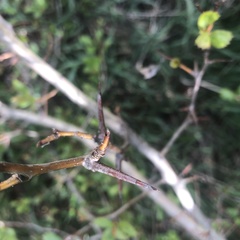 Crataegus castlegarensis