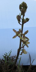 Eulophia clitellifera