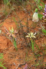 Moraea ciliata