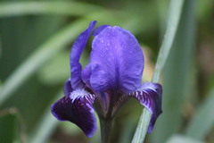 Iris pseudopumila