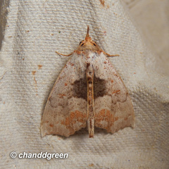 Hyperlopha compactilis