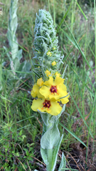 Verbascum boerhavii