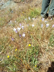 Triteleia peduncularis