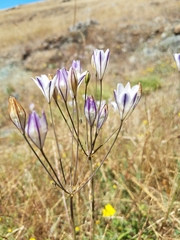 Triteleia peduncularis