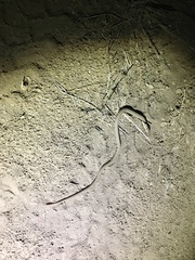 Pygopus schraderi