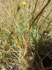 Triteleia peduncularis