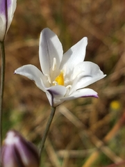 Triteleia peduncularis