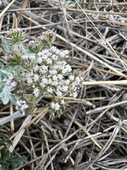 Lomatium orientale