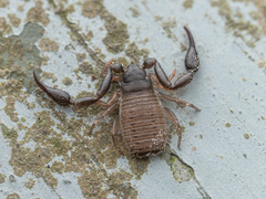 Geogarypidae
