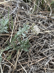 Lomatium orientale