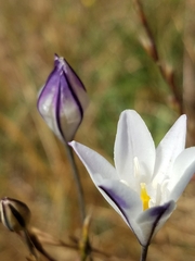 Triteleia peduncularis
