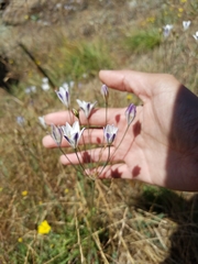 Triteleia peduncularis