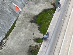 Columba livia domestica