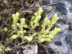 Selaginella eclipes