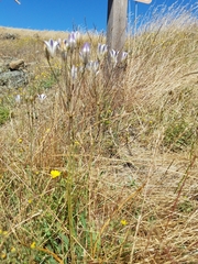 Triteleia peduncularis