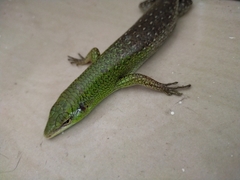 Lamprolepis smaragdina