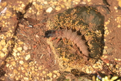 Dysmicohermes disjunctus