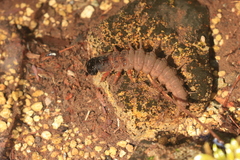 Dysmicohermes disjunctus