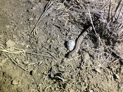 Pygopus schraderi
