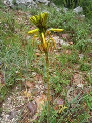 Asphodeline