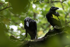 Corvus macrorhynchos macrorhynchos
