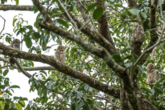 Strix seloputo seloputo