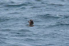 Caprimulgus jotaka hazarae