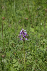 Orchis militaris