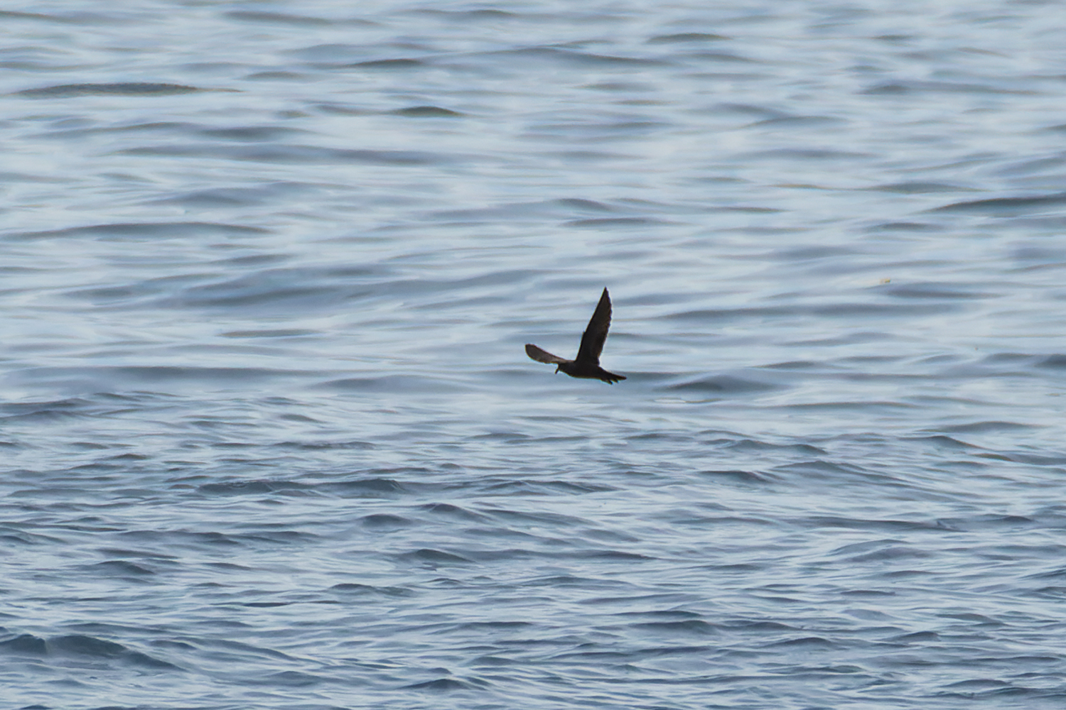 Swinhoe's Storm Petrel
