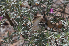 Amphibolurus centralis