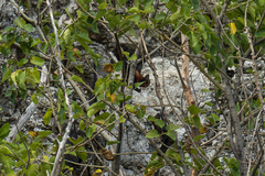 Pteropus hypomelanus