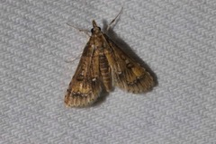 Niphograpta albiguttalis