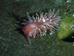 Aeolidia