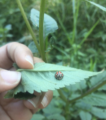 Cheilomenes bidentata