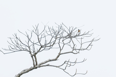 Dicaeum trigonostigma rubropygium