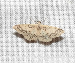 Idaea pseliota