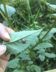 Cheilomenes bidentata