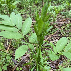 Sambucus ebulus