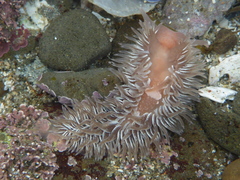 Aeolidia