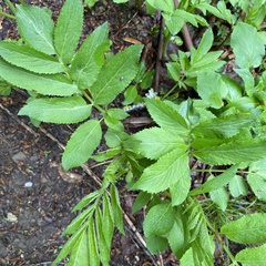 Sambucus ebulus